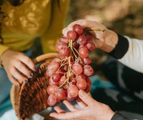 Ăn nho lâu dài có thể tăng cơ ở 'cấp độ di truyền'