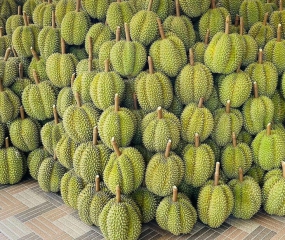 Sầu riêng giảm giá mạnh